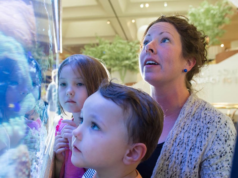 Family looking at aquarium